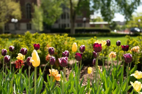 Maroon and yellow tulips on the diag on a bright spring day.