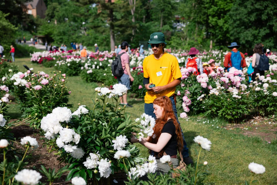 People walking through the peony gardens at Nichols Arboretum, some stopping to admire the flowers.