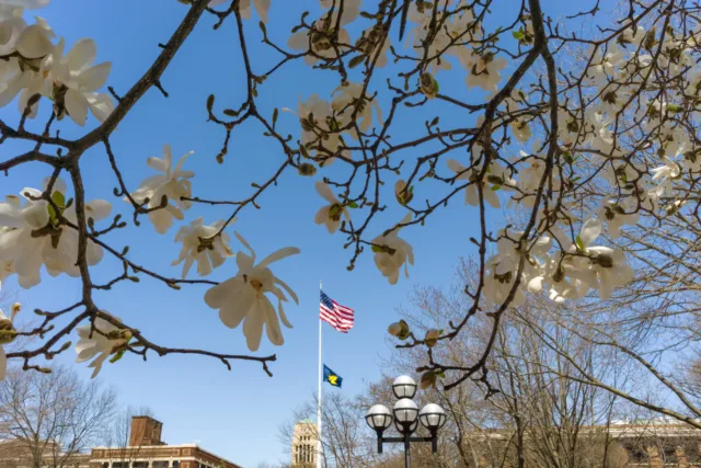 The American flag and the University of Michigan flag seen through the branches of a white flowering tree on a Spring day.
